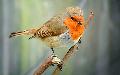 Vrsbegy - Erithacus rubecula