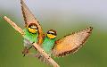 Gyurgyalag - Merops apiaster