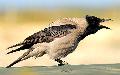 Dolmnyos varj - Corvus cornix